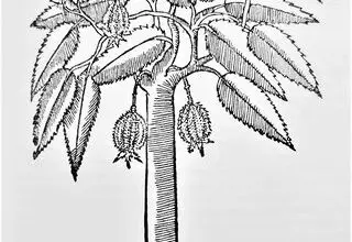 Photo of Durio zibethinus, árvore de vida longa com frutos muito grandes