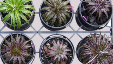 Photo of Dyckia