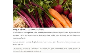 Photo of É ginseng comestível – Informações sobre as partes comestíveis da planta de ginseng