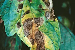 Photo of Early Blight Alternaria – Tratamento da Mancha de Folha nas Plantas de Tomate e Folhas Amarelas