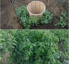 Photo of Early Girl Tomato Care – Aprenda a cultivar tomates como uma menina