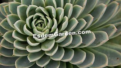 Photo of Echeveria encaracolada