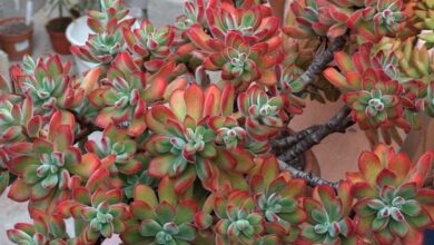 Photo of Echeveria pulvinata