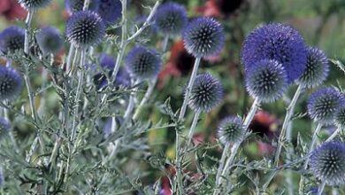 Photo of Echinops ritro cardo azul, bola azul