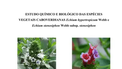 Photo of Echium wildpretti, cuja inflorescência cónica pode ser vista em qualquer jardim.
