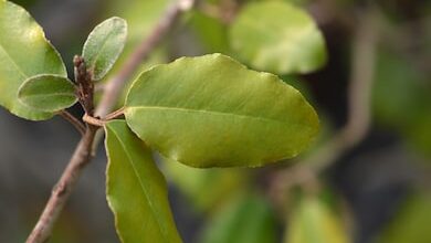 Photo of Elaeagnus x ebbingei Villa Ebbing, Ebbing Eleagnus