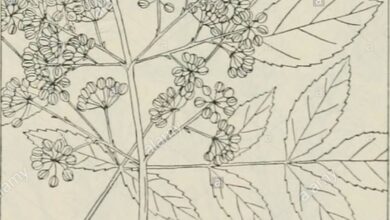 Photo of Elegante Aralia, um arbusto elegante, robusto e ornamental