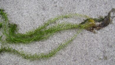 Photo of Elodea do Canadá, Peste da Água