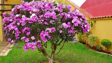 Photo of Embelezar o jardim com as flores coloridas da Lyrata Berlandiera