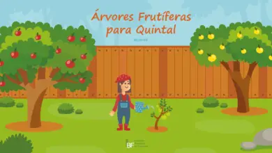 Photo of Encontre a árvore frutífera certa para a sua área de cultivo