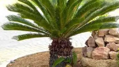 Photo of Encontro com as Cycas, uma palmeira pré-histórica