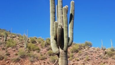 Photo of Entretenimento da Carnegiea gigantea ou plante Saguaro