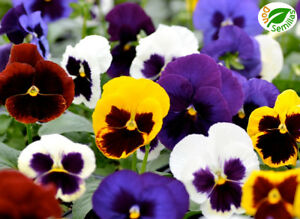 Photo of Entretenimento da fábrica de Viola tricolor ou Pensamientos