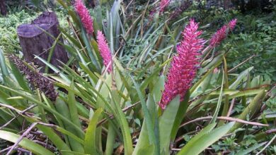 Photo of Entretenimento da planta Aechmea distichantha