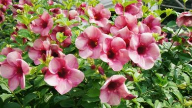 Photo of Entretenimento da planta Allamanda cathartica, Alamanda ou Jasmine de Cuba