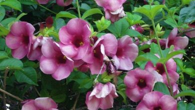 Photo of Entretenimento da planta Allamanda violacea ou Alamanda violet