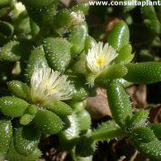 Photo of Entretenimento da planta Delosperma pruinosum ou Delosperma echinatum