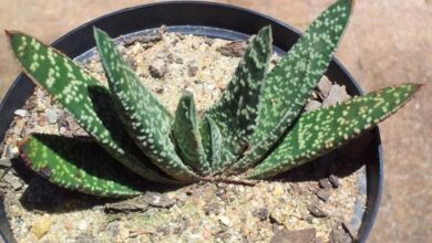 Photo of Entretenimento da planta Gasteria bicolor ou Gasteria maculata