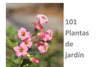 Photo of Entretenimento da planta Solanum giganteum ou Solano giganteum