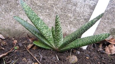 Photo of Entretien de la Gasteria disticha ou plante de Gasteria