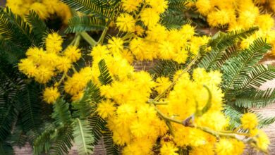 Photo of Entretien de la plante Acacia karroo ou Mimosa orange