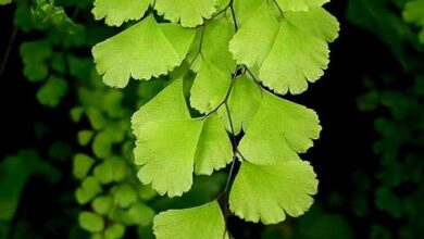 Photo of Entretien de la plante Adiantum capillus-veneris ou Culantrillo de pozo