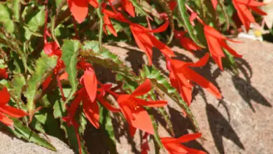 Photo of Entretien de la plante Begonia boliviensis ou Begonia de Bolivia