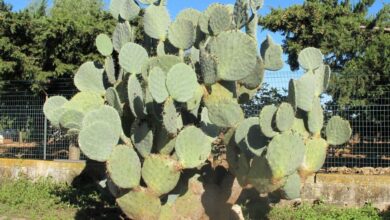 Photo of Entretien de la plante Brasiliopuntia brasiliensis ou Opuntia brésilien