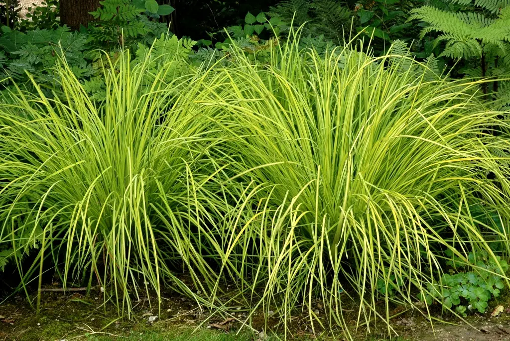 Entretien de la plante Carex pendula Noticias De Jardim