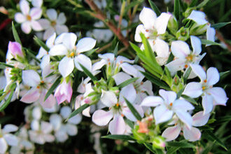 Photo of Entretien de la plante Coleonema pulchellum ou confetti de Bush