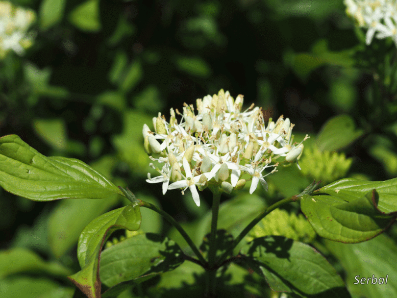 Photo of Entretien de la plante Cornus sanguinea, Cornejo ou Sanguino