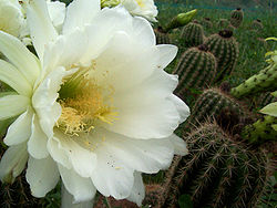 Photo of Entretien de la plante Echinocactus horizonthalonius ou Biznaga Meloncillo