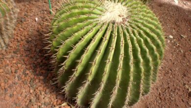 Photo of Entretien de la plante Echinocactus platyacanthus ou Biznaga burra