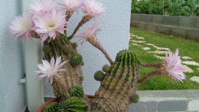 Photo of Entretien de la plante Echinopsis oxygona ou Echinopsis multiplex