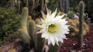 Photo of Entretien de la plante Echinopsis tarijensis ou Poco