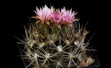 Photo of Entretien de la plante Eriosyce taltalensis ou Quisquito de Taltal