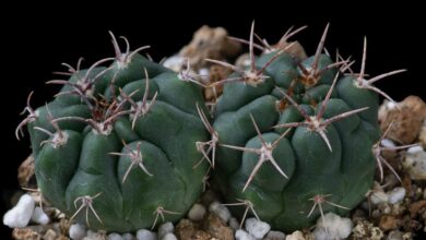 Photo of Entretien de la plante Gymnocalycium mostii ou Gymnocalycium de Most