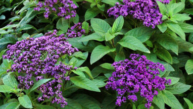 Photo of Entretien de la plante Heliotropium peruvianum ou Heliotrope