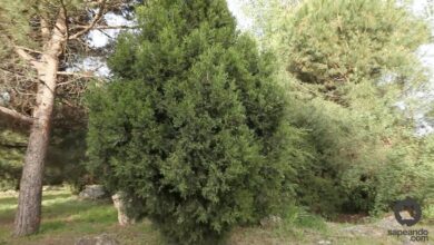 Photo of Entretien de la plante Juniperus thurifera ou Sabina albar