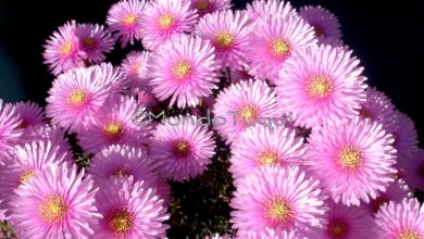 Photo of Entretien de la plante Lampranthus multiradiatus ou Rayito de sol