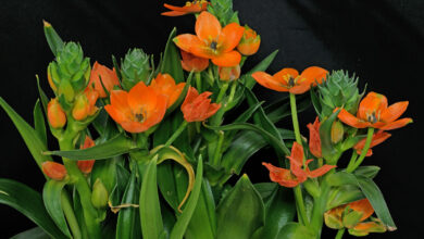 Photo of Entretien de la plante Ornithogalum dubium o Ornitógalo