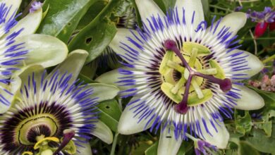 Photo of Entretien de la plante Passiflora vitifolia ou Granadilla de monte