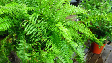 Photo of Entretien de la plante Pellaea rotundifolia, Pelea ou Button fern