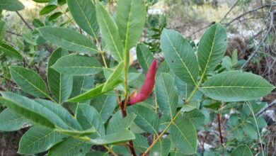 Photo of Entretien de la plante Pistacia terebinthus ou Cornicabra