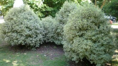 Photo of Entretien de la plante Pittosporum tenuifolium ou Pitosporo variegado