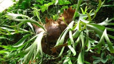 Photo of Entretien de la plante Platycerium, Platicerio ou Elk Horn