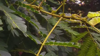 Photo of Entretien de la plante Podocarpus henkelii ou Podocarpe de Henkel