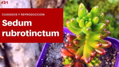 Photo of Entretien de la plante Sedum rubrotinctum ou Sedo rojo