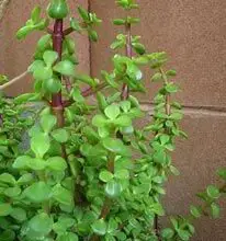 Photo of Entretien de la plante Sedum spurium ou Sedo bastardo