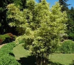 Photo of Entretien de la plante Tetrapanax papyrifer ou Aralia papelera